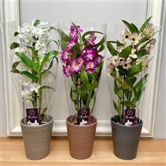 Dendrobium Orchid Gift