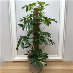 Foliage Plant Gift