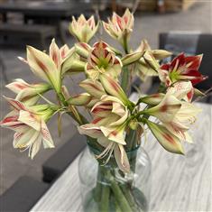 Christmas Amaryllis Vase 2025