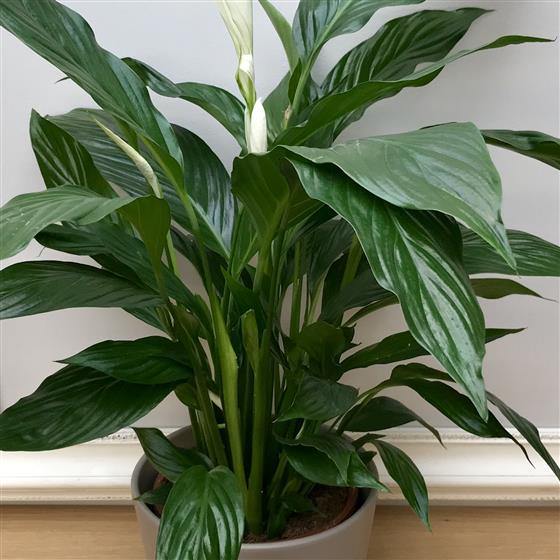 Peace Lily Gift Plant
