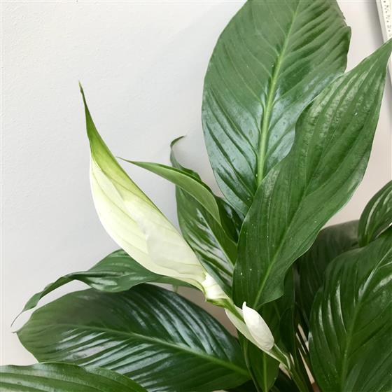Peace Lily Gift Plant