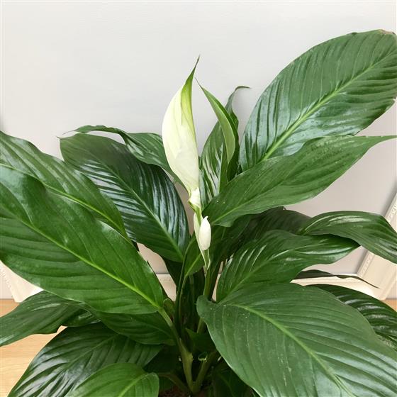 Peace Lily Gift Plant